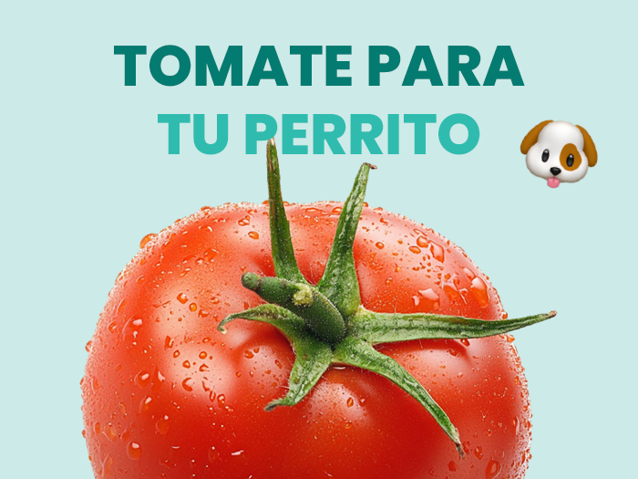 ¿Pueden comer tomate los perros? Aquí conocerás todo lo relacionado con este vegetal - Pet's Table