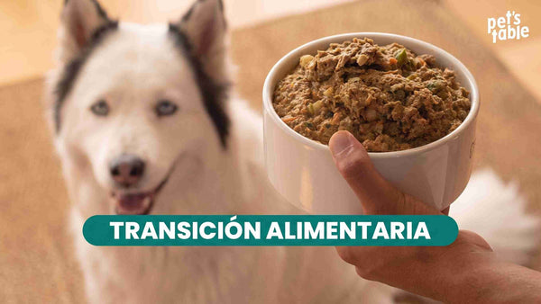 Transición alimentaria en perros: Guía definitiva para cambia de croquetas a comida natural para perros.