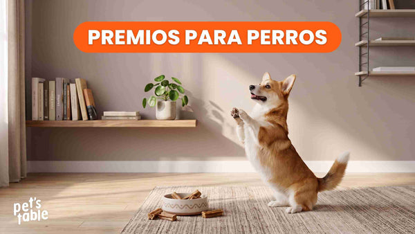 Descubre los mejores premios para perros y cómo brindarlos correctamente - Pet's Table