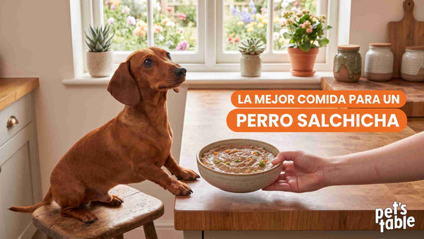Conoce qué comen los Perros Salchicha y Cuál es la cantidad adecuada de ciertos alimentos - Pet's Table
