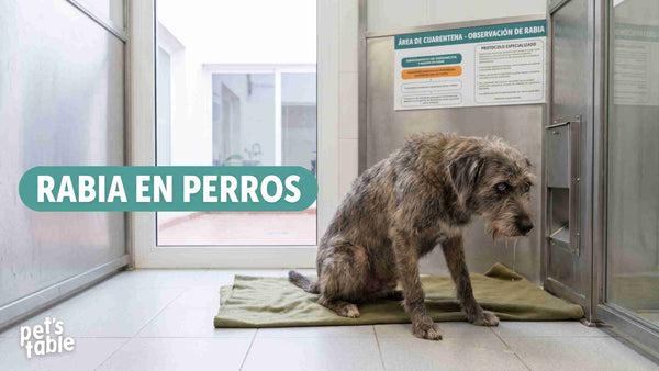 rabia en perros: Descubre cómo evitar y combatir esta enfermedad efectivamente - Pet's Table