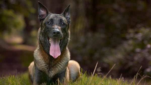 Pastor Belga Malinois, una raza inteligente y leal, ideal para familias activas