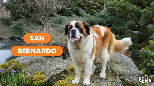 Conoce al San Bernardo, una raza única y cariñosa - Pet's Table