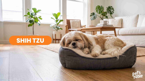Conoce al Shih Tzu, una compañía ideal para familias pequeñas o parejas - Pet's Table