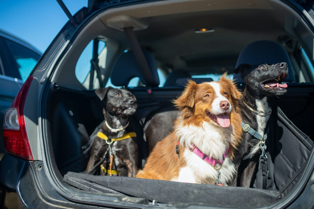 Collares para perros ¿Cómo personalizarlos de forma única? - Pet's Table