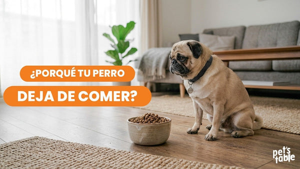 ¿Por qué un perro deja de comer? 8 causas y posibles soluciones - Pet's Table