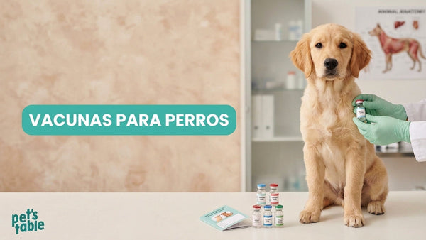 ¿Cuándo son necesarias las vacunas para perros? Descúbrelo aquí - Pet's Table