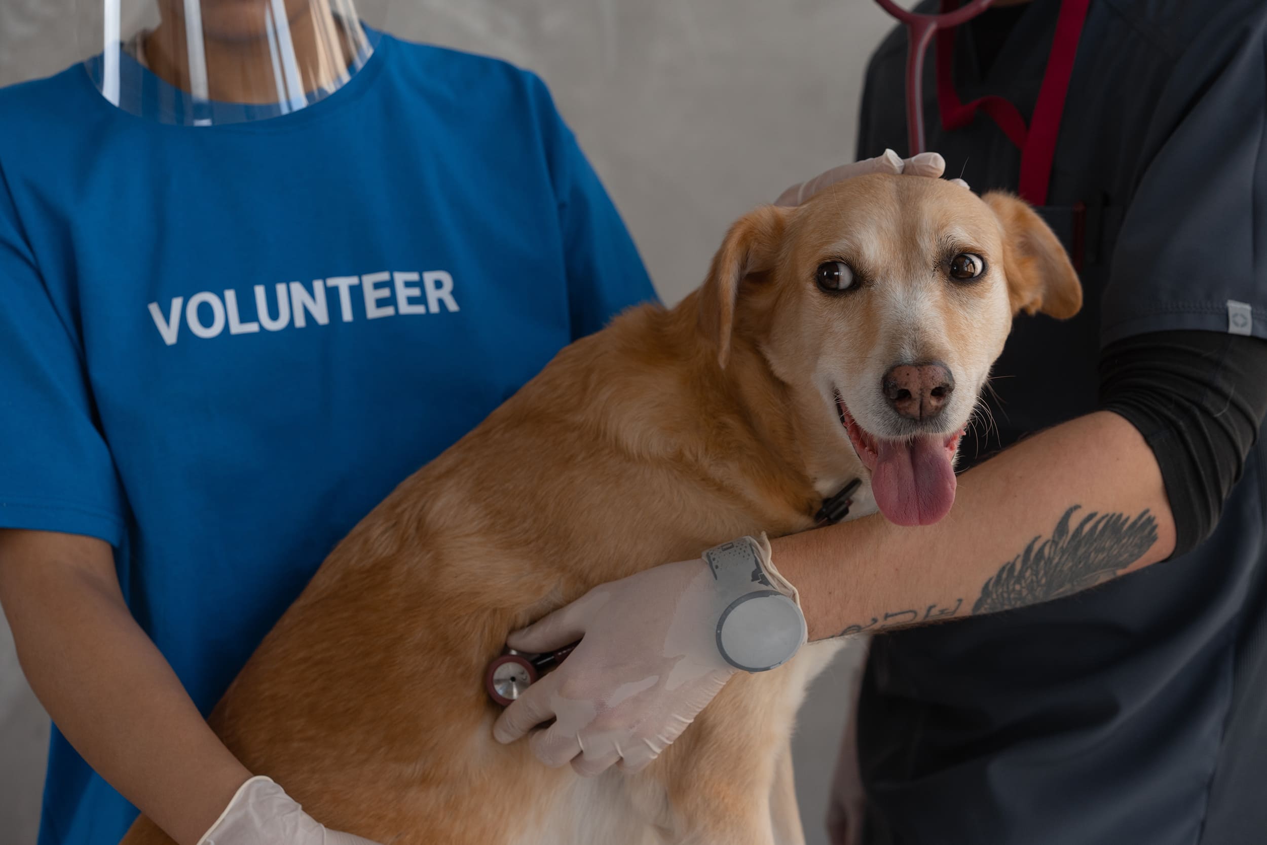 cómo se trata la salmonella en los perros