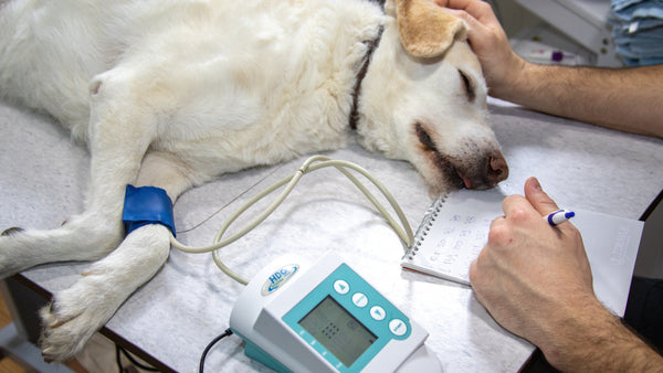 Esterilización de un perro: Todo lo que debes saber y conocer sobre este procedimiento - Pet's Table
