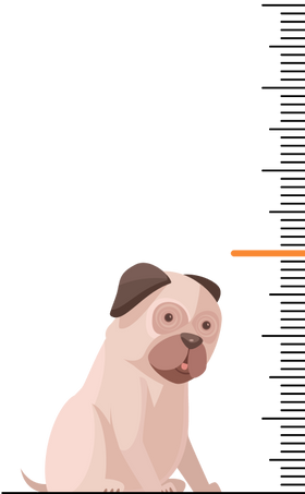 image-puppy