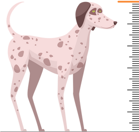 image-puppy