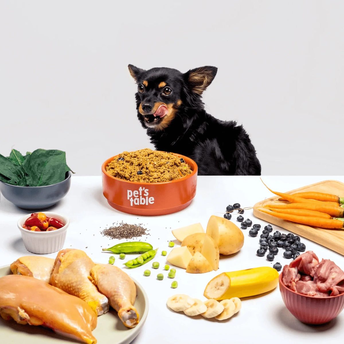 Perro frente a un plato de Chicken Chase rodeado de sus ingredientes