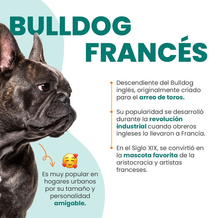 todo sobre el bulldog frances