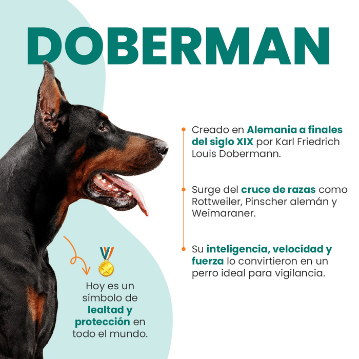 todo sobre el perro dóberman