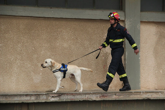 Las sorprendentes habilidades de los perros de búsqueda y rescate - Pets Table