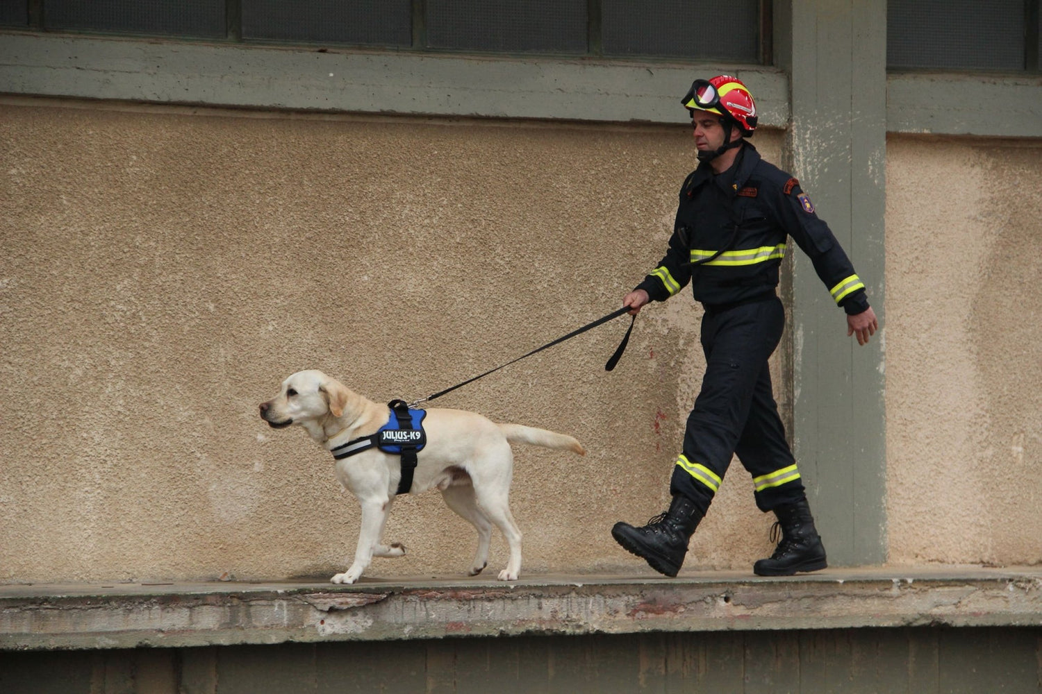 Las sorprendentes habilidades de los perros de búsqueda y rescate