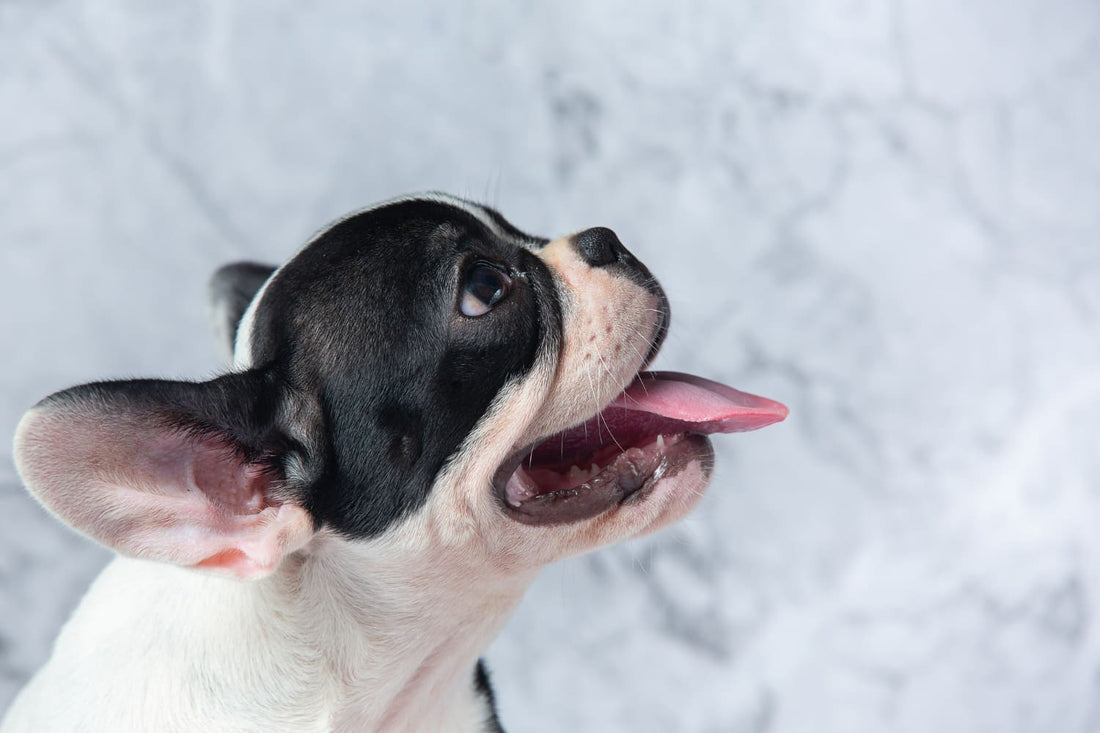 ¿Pueden los peludos comer tomate? todo lo que debes saber - Pets Table