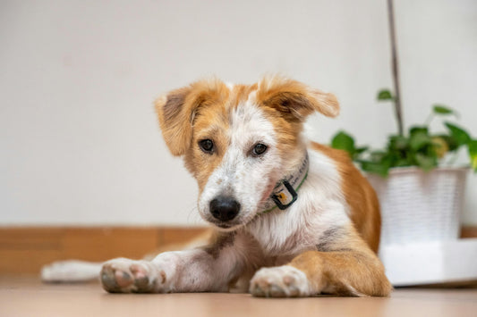Caída de pelo en perros: Causa, tratamientos y cómo la alimentación afecta a tu peludito - Pet's Table