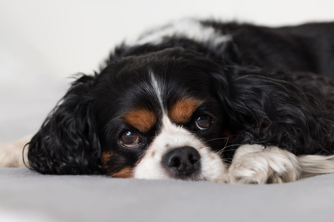 ¿Por qué mi perro no duerme y está inquieto? Aquí encontrarás las respuestas - Pet's Table