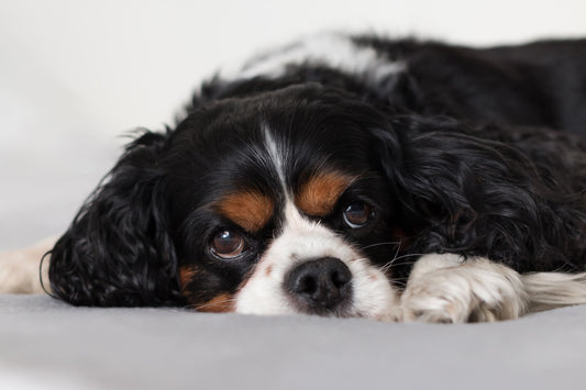 Qué hacer cuando tu perro no puede conciliar el sueño - Pets Table