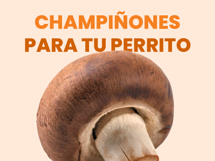 ¿Los perros pueden comer champiñones? Conoce los beneficios y las propiedades que tiene para tu mascota - Pet's Table
