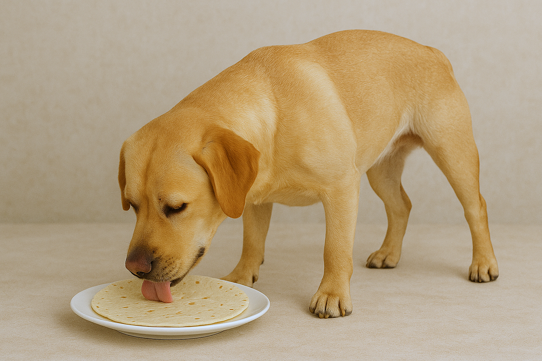 ¿Los perros pueden comer tortilla? Descubre sus beneficios y riesgos - Pet's Table