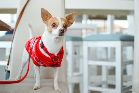 Prepárate para la diversión con tu chiquitín peludo: descubre las mejores actividades para disfrutar al máximo y mantener la calma con tu Perro Chihuahua - Pets Table