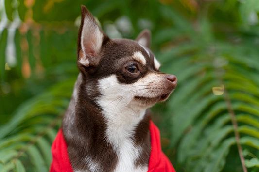 Coco: un toque exótico y saludable para peludos - Pets Table