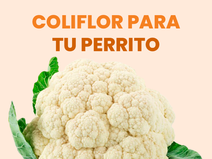 ¿Los perros pueden comer coliflor? Descubre todo lo necesario para brindársela adecuadamente a tu perrito - Pet's Table