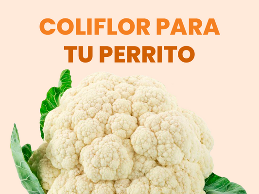 ¿Los Perros Pueden Comer Coliflor? Aquí Te Contamos