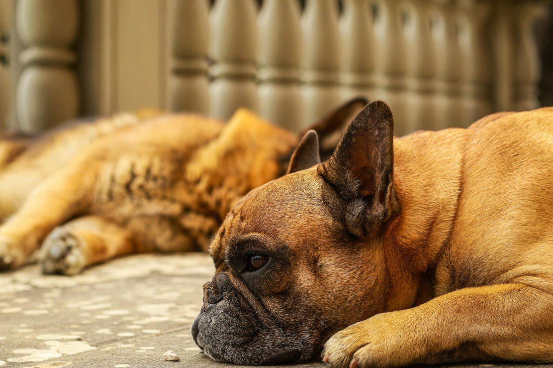 Colitis en perros: Descubre sus síntomas, prevención y cómo la alimentación afecta en su enfermedad - Pet's Table