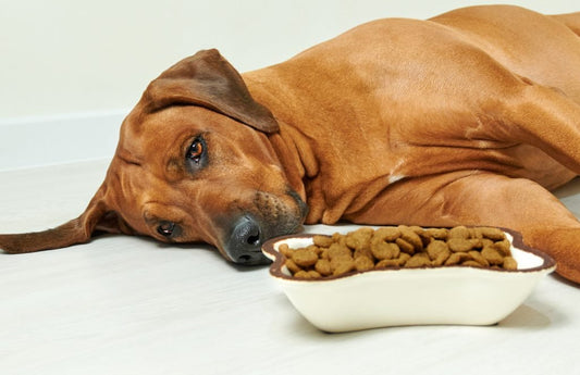 Insuficiencia Renal: ¿Qué la causa y cómo prevenirla? - Pet's Table