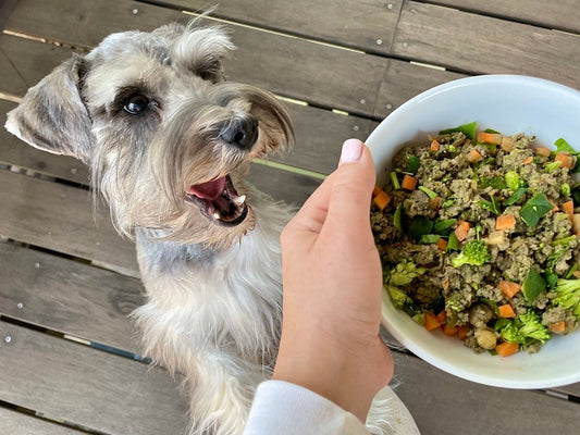 La MEJOR Comida Natural para perros en México - Pets Table