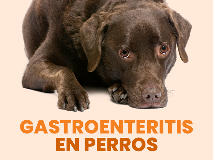 Gastroenteritis en perros ¿Qué debes saber y cómo ayudar a prevenirla? - Pet's Table