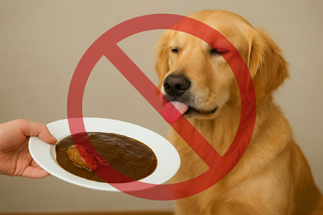 ¿Los perros pueden comer mole? Descubre sus posibles riesgos y cómo evitarlos completamente - Pet's Table