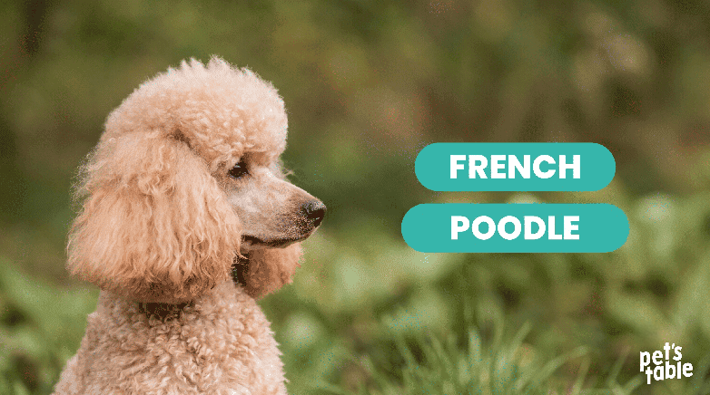 Conoce al perro Poodle, una tierna y leal raza que te va a enamorar - Pet's Table