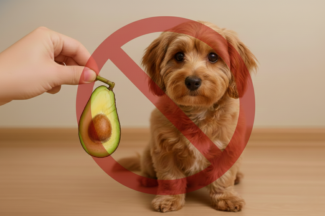 ¿Los perros pueden comer aguacate? Aquí te contamos la verdad sobre este alimento para tu mejor amigo perruno - Pet's Table