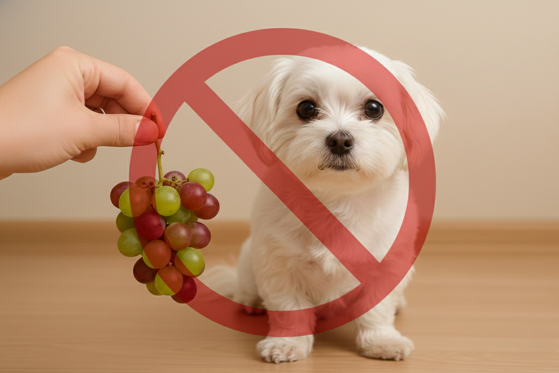 ¿Pueden los perros comer uvas? Descubre la verdad detrás de muchos mitos sobre esta fruta y los perritos - Pet's Table