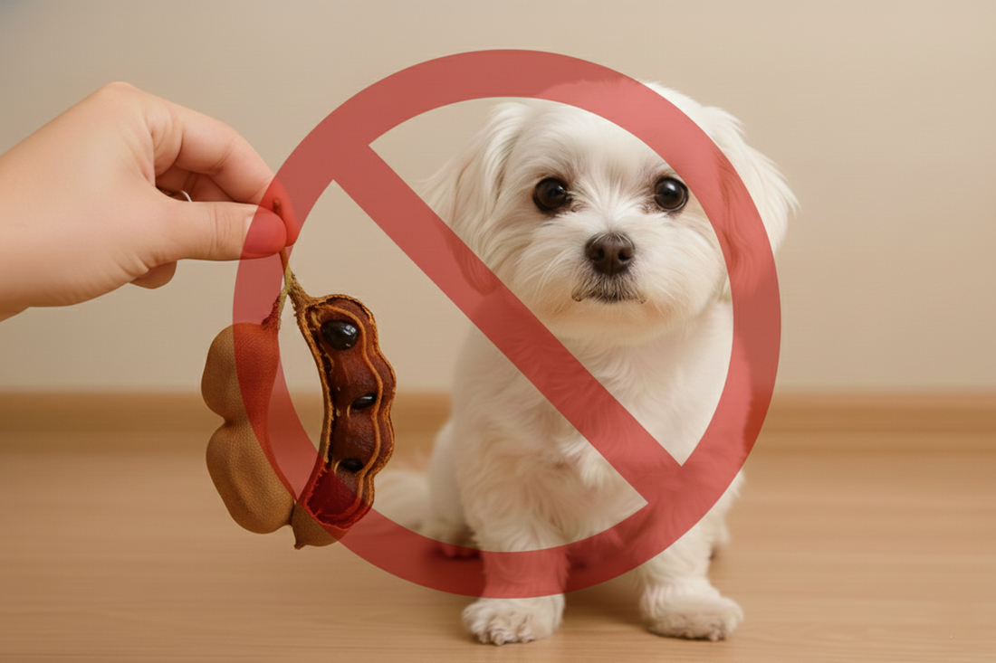 ¿Los perros pueden comer tamarindo? Aquí te contamos - Pet's Table