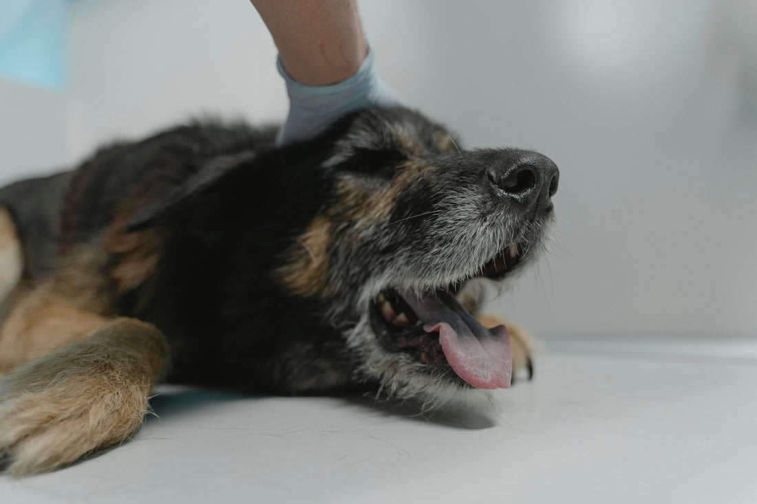 Giardis en perros: Por qué aparece, tratamiento y algunos cuidados en la alimentación canina - Pet's Table