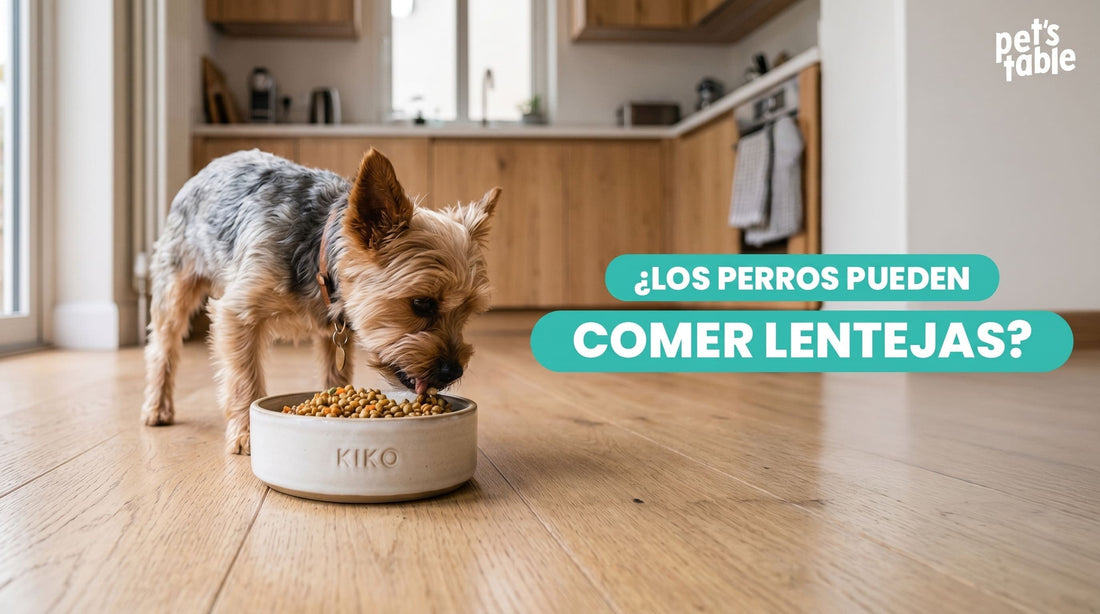 ¿Los perros pueden comer lentejas? Descubre los potenciales beneficios y riesgos que puede tener este alimento - Pet's Table