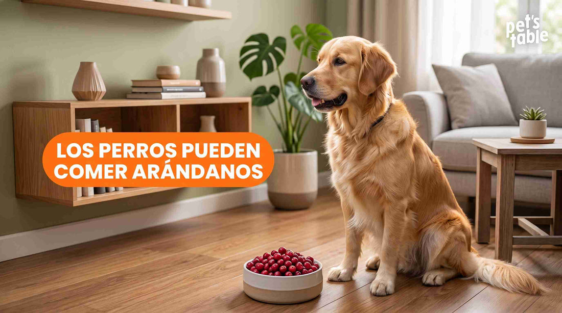 ¿Son Buenos los Arándanos Para Perros? Descúbrelo sus beneficios y sus riesgos - Pet's Table