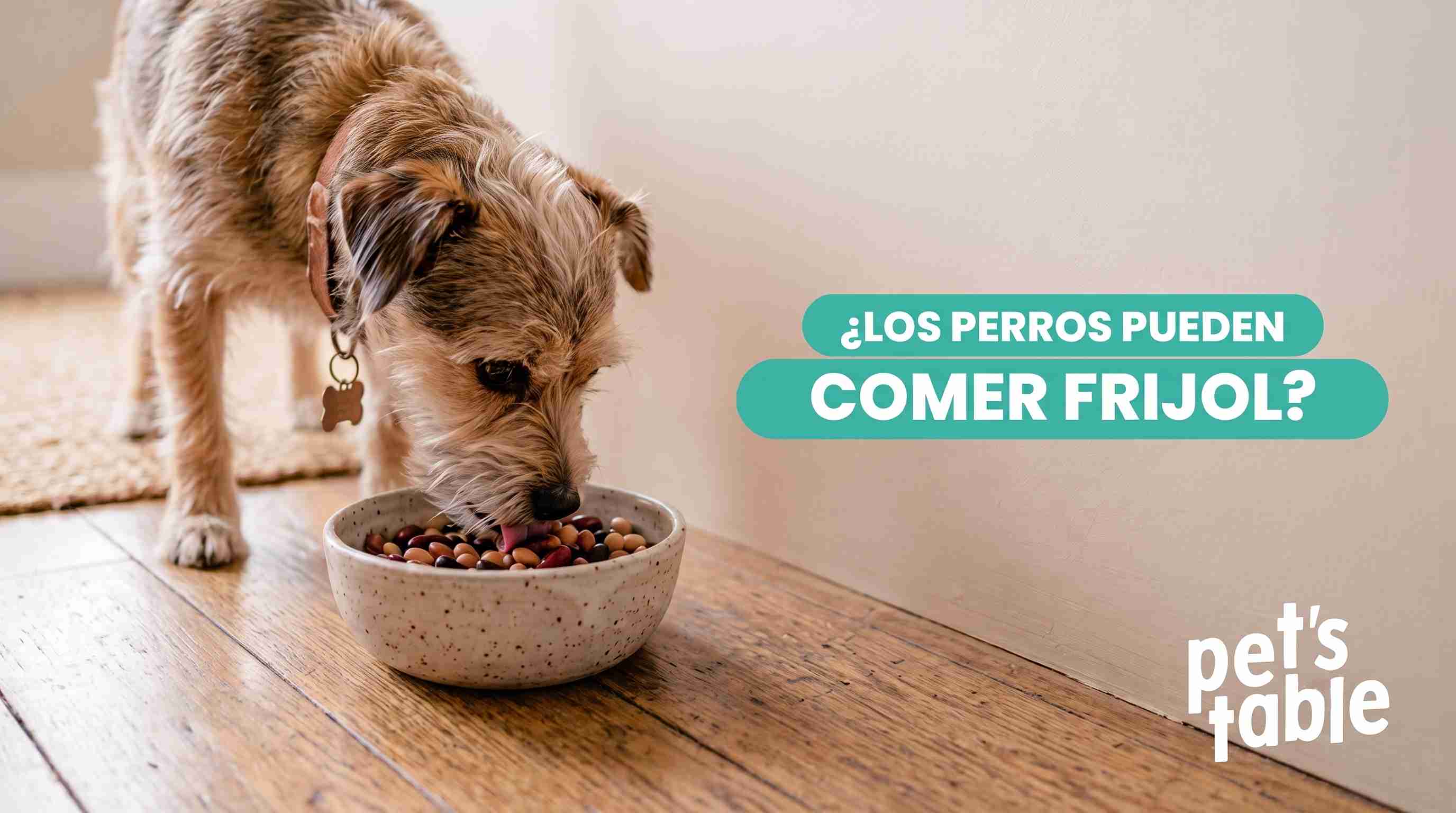 ¿Los perros pueden comer frijoles? Descubre los beneficiosos y los riesgos para tu perrito - Pet's Table