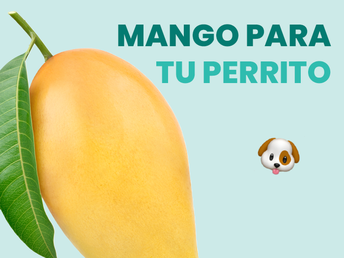 ¿El mango es seguro para los perros? Descubre los beneficios y precauciones - Pet's Table