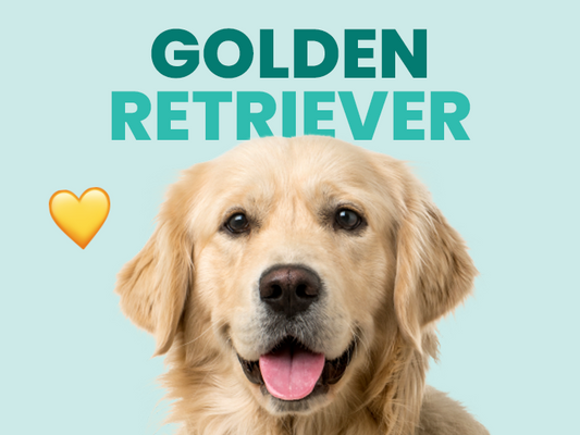 Información sobre el perro Golden Retriever - Pet's Table