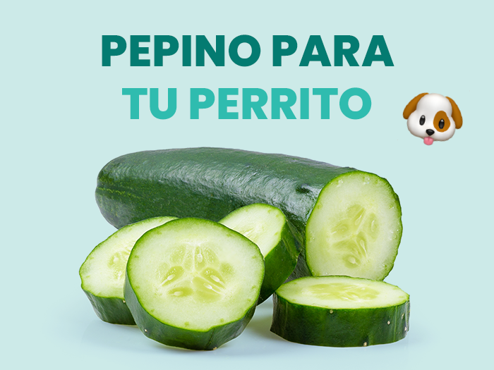 ¿Los perros pueden comer pepino? Beneficios y precauciones - Pet's Table