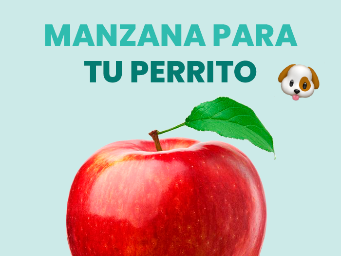 ¿Los perros pueden comer manzana? Aquí conocerás todo lo necesario para su cuidado y alimentación - Pet's Table