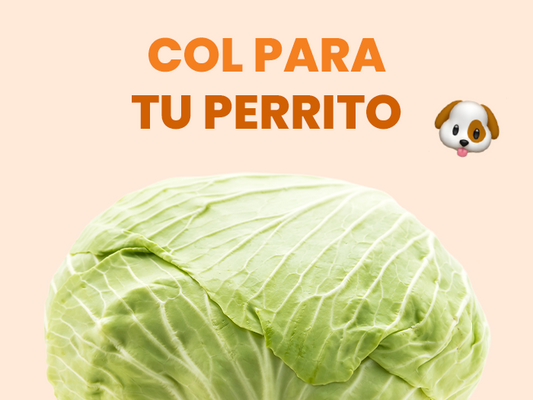 ¿Los perros pueden comer col? Beneficios y Riesgos.