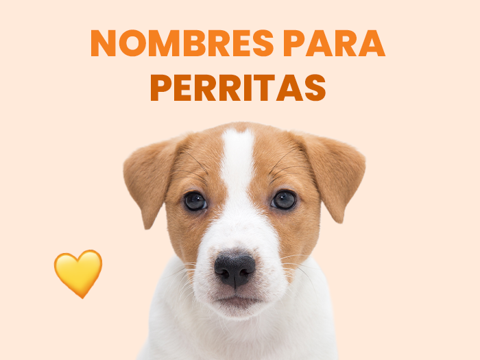 Descubre cuáles son los mejores nombres para perritas del mundo - Pet's Table