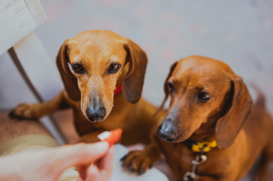 Omega 3 para perros: Descubre todos los beneficios potenciales de este  mineral para tu peludo - Pet's Table